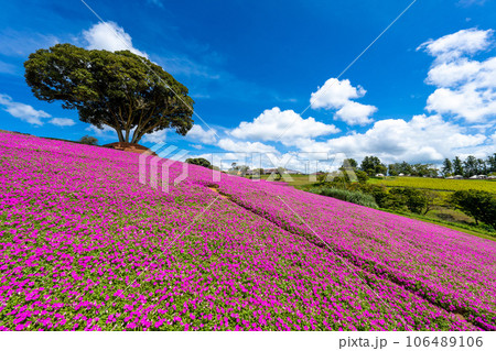 マザー牧場の「桃色吐息」 106489106