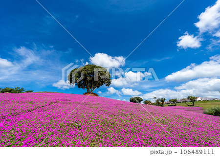 マザー牧場の「桃色吐息」 106489111