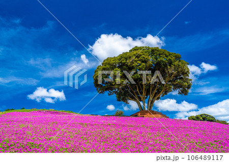 マザー牧場の「桃色吐息」 106489117