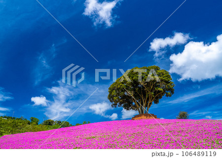 マザー牧場の「桃色吐息」 106489119