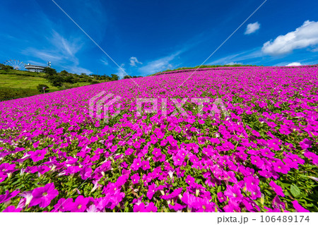 マザー牧場の「桃色吐息」 106489174