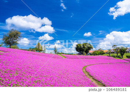 マザー牧場の「桃色吐息」 マザー牧場の「桃色吐息」 106489181