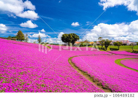 マザー牧場の「桃色吐息」 106489182