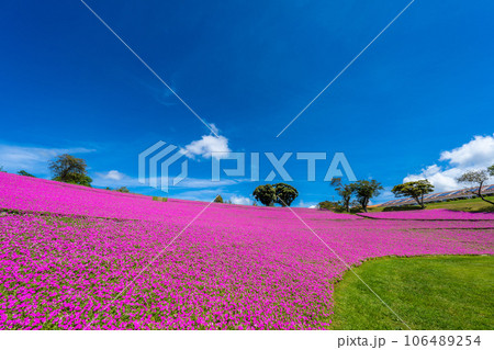 マザー牧場の「桃色吐息」 マザー牧場の「桃色吐息」 106489254