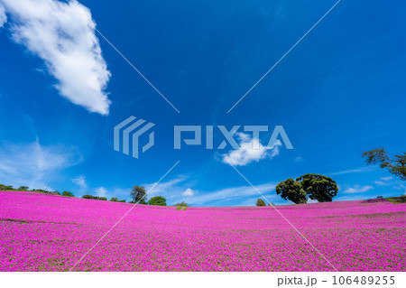 マザー牧場の「桃色吐息」 106489255