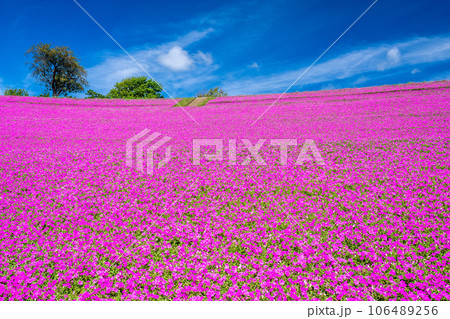 マザー牧場の「桃色吐息」 106489256