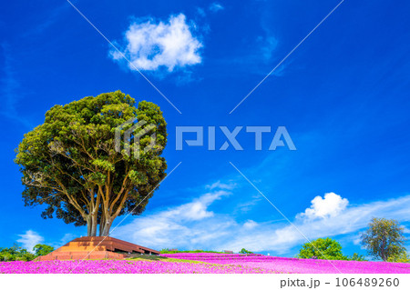 マザー牧場の「桃色吐息」 106489260