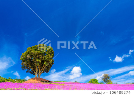 マザー牧場の「桃色吐息」 106489274