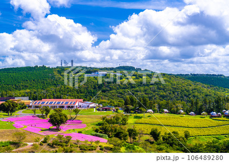 マザー牧場の「桃色吐息」 マザー牧場の「桃色吐息」 106489280