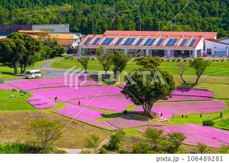 マザー牧場の「桃色吐息」 106489281