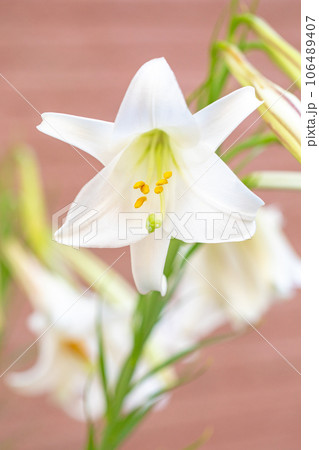 家の周りの草花　四季の色々　藪に咲く白い可憐な花びら　白い妖精　てっぽゆり 106489407