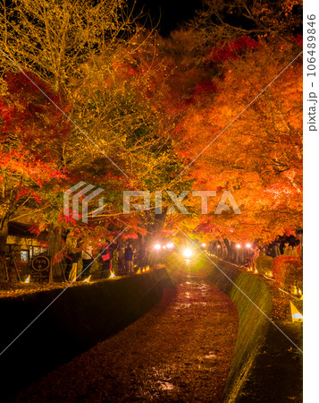 ライトアップされた夜の紅葉と落ち葉に覆われた川 (山梨県、富士河口湖町) 106489846