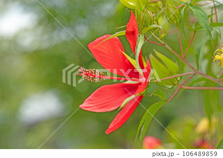 家の周りの草花　四季の色々　大輪の花びら　真夏に輝く　フヨウの花 106489859