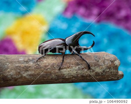 Hercules beetle insect on bamboo nature background 106490092