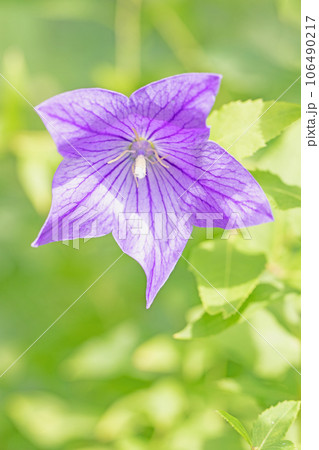 家の周りの草花　四季の色々　庭の木陰に咲く小さな妖精　桔梗 106490217