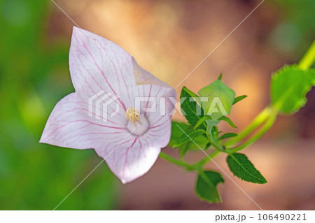 家の周りの草花　四季の色々　庭の木陰に咲く小さな妖精　桔梗 106490221