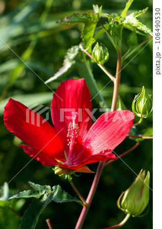 信濃川・やすらぎ堤の紅葉葵 106490530