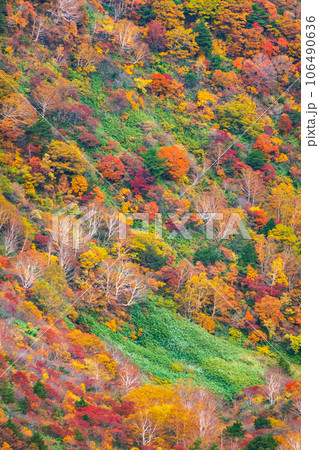 秋の安達太良山登山：くろがね小屋付近の紅葉 106490636