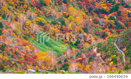 秋の安達太良山登山：くろがね小屋付近の紅葉 106490639