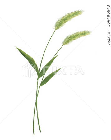2本のエノコログサのイラスト 106490643