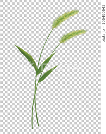 2本のエノコログサのイラスト 106490643