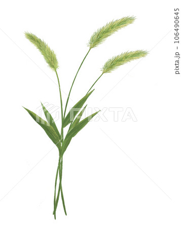 Illustration of three foxtail grass - Stock Illustration