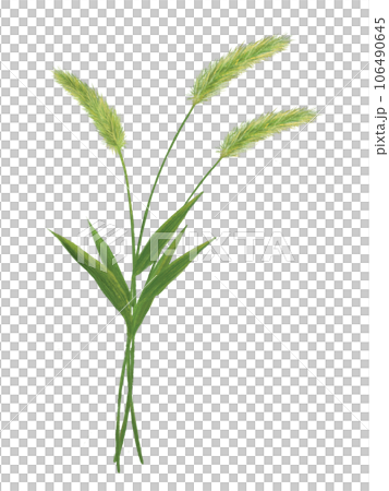 Illustration of three foxtail grass 106490645