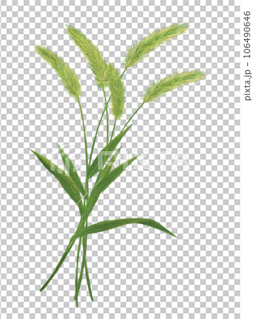 An illustration of a bunch of wild foxtails 106490646