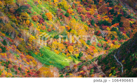 秋の安達太良山登山：くろがね小屋付近の紅葉 106490665