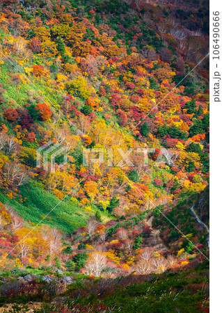 秋の安達太良山登山：くろがね小屋付近の紅葉 106490666