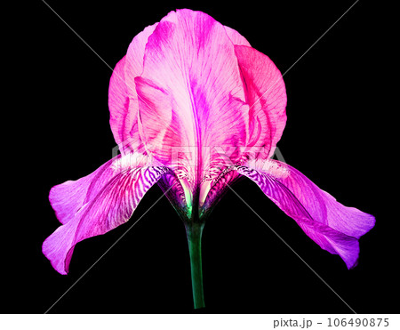 pink iris flower. Flower on the black isolated background. For design. Closeup. Nature. pink iris flower. Flower on the black isolated background. For design. Closeup. Nature. 106490875