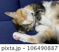 寝にくい体勢でも寝る猫 106490887