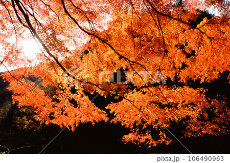 紅葉したモミジの枝 紅葉したモミジの枝 106490963