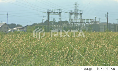 止まらない「猛暑の午後 猫じゃらしと変電所 (2023.8.23)」 猛暑日が続く8月の夏景色 止まらない「猛暑の午後 猫じゃらしと変電所 (2023.8.23)」 猛暑日が続く8月の夏景色 106491150