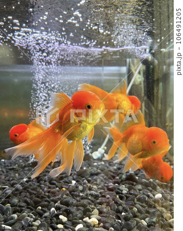 魚 魚類 サカナ 106491205