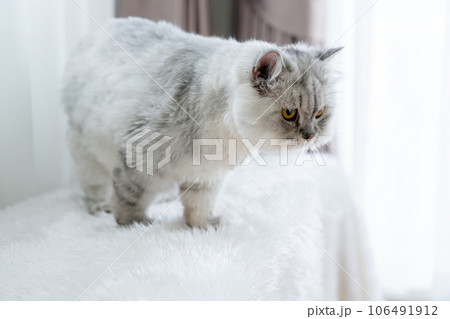 Fluffy siberian cat sitting on sofa. Beautiful purebred long haired kitty in living room Fluffy siberian cat sitting on sofa. Beautiful purebred long haired kitty in living room 106491912