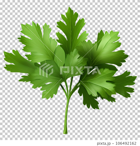 vegetable, food, fresh, parsley, vegetarian, green, ingredient, raw, leaf, healthy, organic, isolated, background, plant, pepper, herb, tomato, natural, carrot, health, nature, seasoning, onion, brocc vegetable, food, fresh, parsley, vegetarian, green, ingredient, raw, leaf, healthy, organic, isolated, background, plant, pepper, herb, tomato, natural, carrot, health, nature, seasoning, onion, brocc 106492162