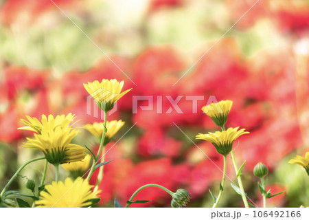 カラフルなヒメキンセンカ 106492166