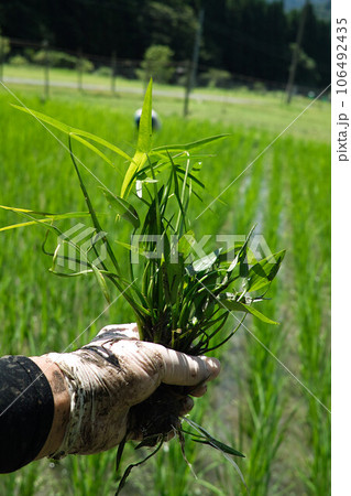 水田で取った田んぼの草 水田で取った田んぼの草 106492435