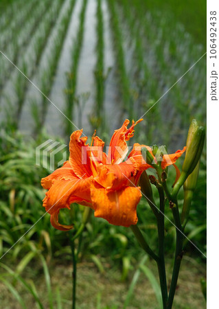 水彩画のヒャク二チソウ花 オレンジ色 水彩画のヒャク二チソウ花