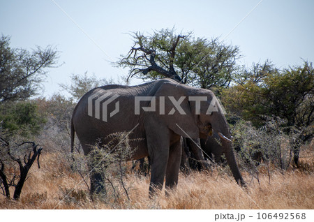 An African Elephant grazing in Etosha 106492568