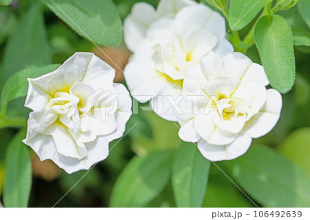 家の周りの草花 四季の色々 花壇の彩り 可憐な花びら ペチュニア 家の周りの草花 四季の色々 花壇の彩り 可憐な花びら ペチュニア 106492639