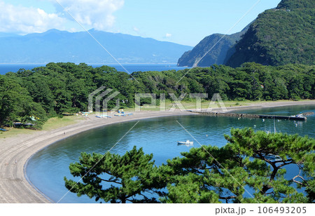 静岡県沼津市戸田の御浜岬公園イヌマキの防風林 106493205