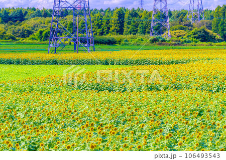 なかひまわりフェスティバル 106493543