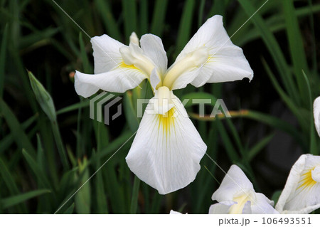 ショウブ 106493551