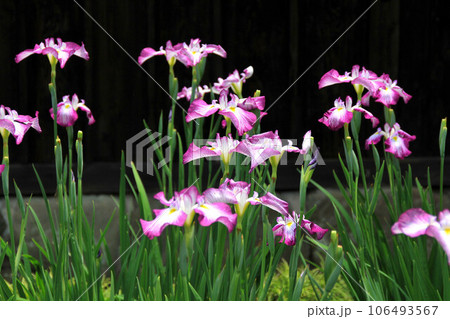 ショウブ 106493567