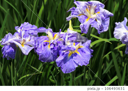 ショウブ 106493631