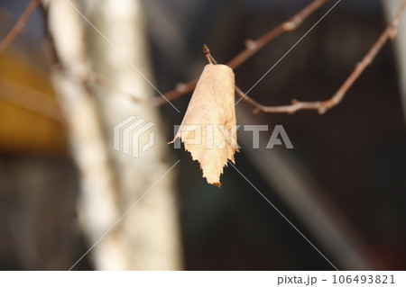 dry leaf hanging on the branch dry leaf hanging on the branch 106493821
