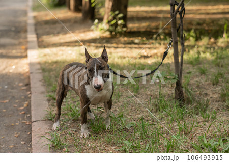 Bull Terrier tied to a tree by a leash to the park.  106493915