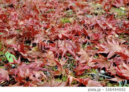 紅葉したモミジの落ち葉 106494092